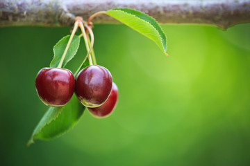 Red Ripe Cherries hanging from tree
