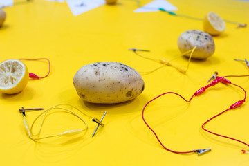 Potato battery STEM activity with potatoes, lemons, alligator clips, zinc and copper nails. Natural...
