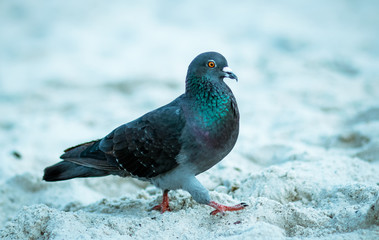 dove strolling along the beach