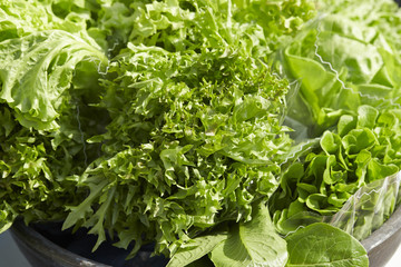 fresh lettuce in the garden