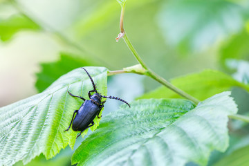 Forest beetle