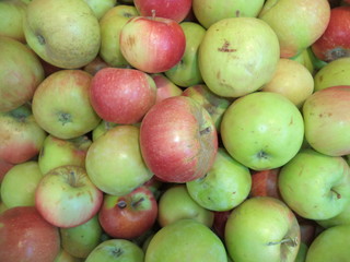 ripe apples of the new crop
