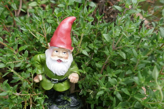 Gartenzwerg im Kr&auml;uterbeet