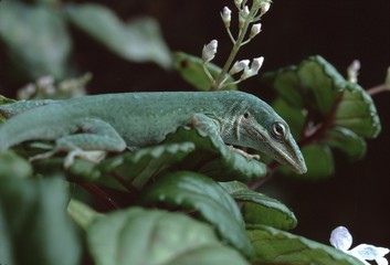 Carolina Anole (Anolis Carolinensis)