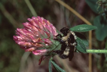 Bumble Bee on wildflower