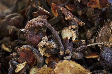 Dried Mushrooms