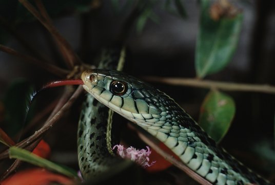 Eastern Garter Snake (Thamnophis Sirtalis Sirtalis)