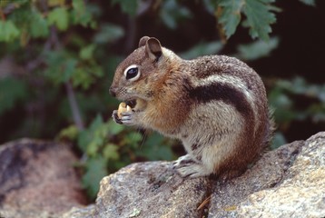 Naklejka na ściany i meble Golden-Mantled Ground Squirrel (Callospermophilus Lateralis)