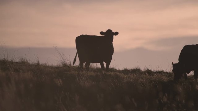 Sunset over cattle in field