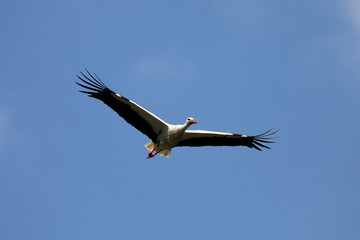 Obraz premium White Stork in flight