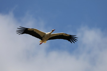 White Stork in flight