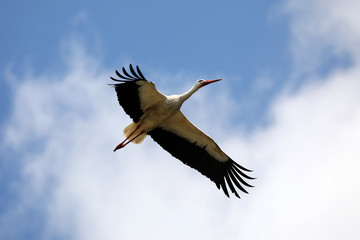 Fototapeta na wymiar White Stork in flight