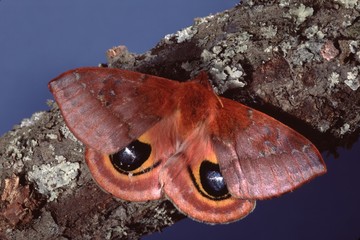 Io Moth (Automaris Io)