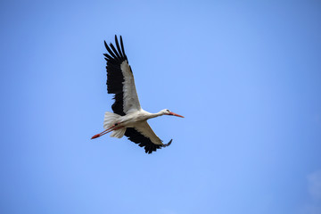 White Stork in flight