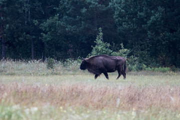 European bison in the morning fog in the forest. Wildlife photography of wild animals in the forest. Plain in the middle of the primeval forest where bisons graze freely