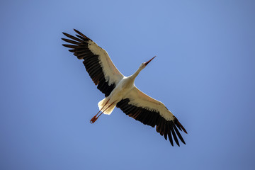 Fototapeta na wymiar White Stork in flight