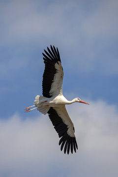 White Stork In Flight