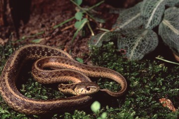 Northwestern Garter Snake (Thamnophis Ordinoides)
