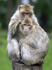 Barbary macaque