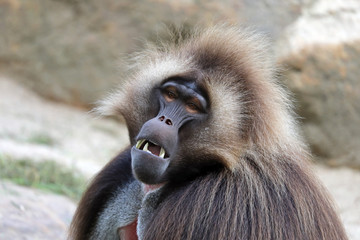 Male bleeding-heart monkey