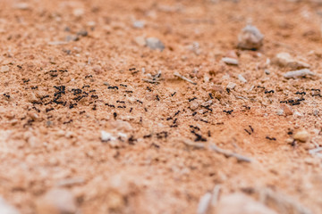 Ants in a row walking looking for food.