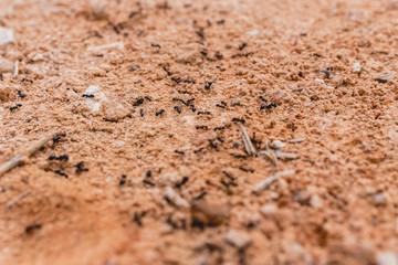 Ants in a row walking looking for food.