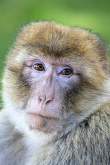 Barbary macaque