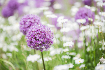 purple ornamental onion on a background with white flowers