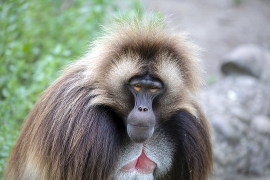 Male bleeding-heart monkey
