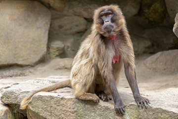 Fototapeta premium Bleeding heart monkey