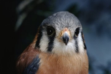 Fototapeta premium American Kestral (Falco Sparverius)
