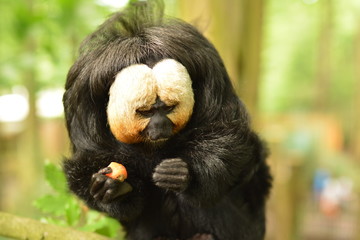 White faced Saki monkey