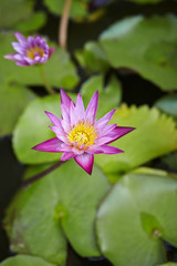 lotus 