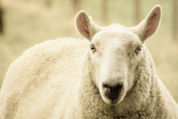 Close up image of a white sheep in New Zealand