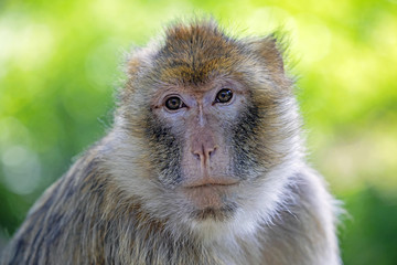 Barbary macaque