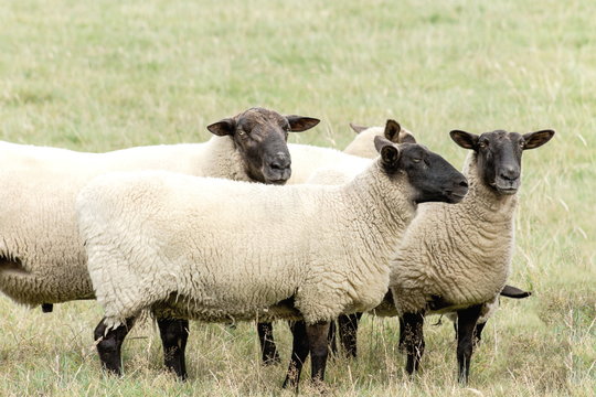 Close up image of New Zealand Suffolk Sheep