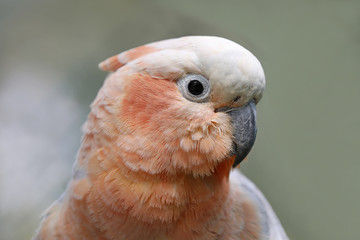 hybrid Cockatoo (Eolophus roseicapilla x Cacatua sulphurea citrinocristata)
