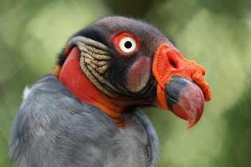 King vulture portrait
