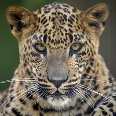 Deurstickers Sri Lankan leopard © Edwin Butter