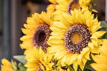 Bouquet of large yellow sunflowers close-up