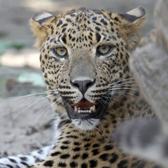 Fototapeta na wymiar Sri Lankan leopard