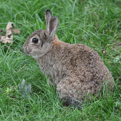 Rabbit in the grass