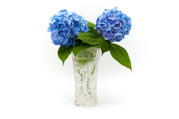 Flowers and leaves of Hydrangea macrophylla in a beautiful glass vase with water droplets. In the center of the photo.