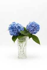 Flowers and leaves of Hydrangea macrophylla in a beautiful glass vase with water droplets. Vertical shot. Space for text on top.