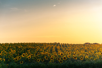 Sunflower Field at sunset in Minnesota