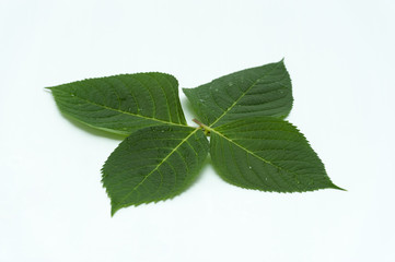 Four Hydrangea macrophylla leaves isolated on white background. Close-up. Water drops.