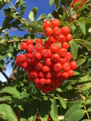 Red berrys on a tree