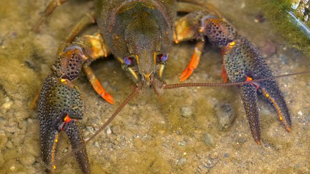 Man provoking European crayfish (Astacus astacus) with hand