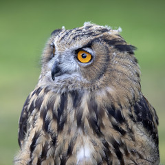 Eurasian Eagle Owl