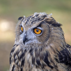 Eurasian Eagle Owl